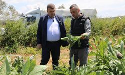 İzmir Seferihisar'da enginar hasadı başladı! Başkan Yetişkin üreticinin yanında