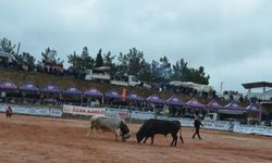 İzmir Kemalpaşa’da boğa güreşi heyecanı!