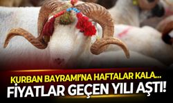 Kurban Bayramı’na haftalar kala…    Fiyatlar geçen yılı aştı!