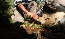 Kurban keserken kalbi duran kişi hayatını kaybetti!