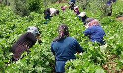 72 yaşındaki Zeliha nine tarlada yetiştiriyor. Kilosu 100 TL'den alıcı buluyor