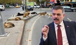 Sokak hayvanları için yeni dönem! Bakan Çiftçi tarih verdi