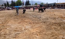 Tire’de Boğa Güreşi heyecanı: 7. Geleneksel buluşma gerçekleşti
