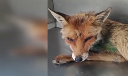 Foça’da ölümün eşiğinden dönen yavru tilki yeniden doğaya kavuştu!