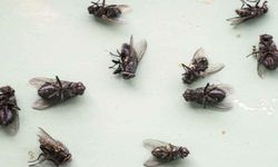 Evdeki sinekler nasıl gider? Sinekleri kimyasal kullanmadan doğal yollarla nasıl kovulur?