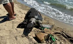 İzmir'de şok görüntü! Canice katledilen deniz kaplumbağası kıyıya vurdu!