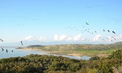 İzmir'deki bu delta kuş gözlemcilerinin rotası oldu