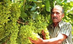 Son 15 yılın en güzel üzüm sezonu... Üretici tek bir açıklamayı bekliyor!