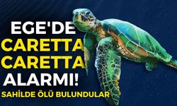 Ege'de caretta caretta alarmı! Peş peşe kıyıya vurdular, ilk bulgular açıklandı