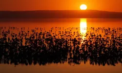 Tuz Gölü'nde Flamingo Yavrusu Bereketi: Beklenen Rakam Kaç Oldu?
