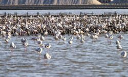 Gediz Deltası'nda bebek neşesi: 18 bin yavru flamingo şimdi kreşte!
