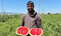 Tarladan sofraya zorlu yolculuk: Torbalı’da karpuz hasadı başladı!