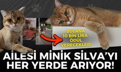 Buca'da kaybolan Silva aranıyor: Bulana 10 bin lira ödül verilecek