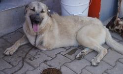 Ateş edilen Yaman Köpek hayata tutundu: Seferihisar’dan yurt dışına uzanan umut hikayesi