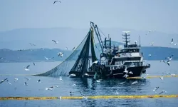 İzmir Körfezi'nde çipura, levrek ve karides bollaşacak: "Türkiye çok keyifli bir yıl yaşıyor"