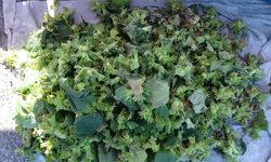 Karadeniz'in meşhur lezzetinde sezon erken başladı! Kilosu 200 TL'den satılıyor