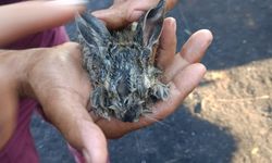 Manisa Sarıgöl yangınında mucize kurtuluş: 3 yavru tavşan son anda kurtarıldı