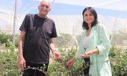Urla'da 40 yaş hayali gerçek oldu: 35 dönümlük araziyi tropikal vahaya çevirdiler