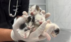 Yürek dayanmaz! Kedi yavrularını canlı canlı poşete koyup çöpe atmışlar