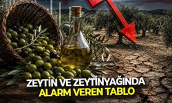 Zeytin ve zeytinyağında alarm veren tablo... İhracattaki sert düşüşün perde arkası açıklandı!