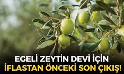 Ege'nin 40 yıllık zeytin devinde kriz derinleşti: İflastan önceki son çıkış!