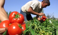 4 TL oldu, üretici kara kara düşünüyor!  Fabrikalar ödemeyi 2 ay vadeye bağladı!