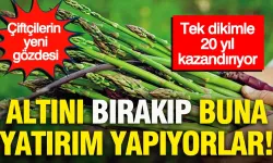 Topraktan Altın Fışkırıyor: Sadece Bir Kez Ekip Tam 20 Yıl Boyunca Hasat Ediyorlar!