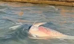İzmir’de ölü orkinosların nedeni belli oldu! O bakteri tespit edildi