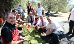 Türkiye'de sezonun ilk zeytin hasadı İzmir Dikili'den!
