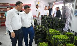 İki ilçeyi buluşturacak proje: Torbalı’nın ürünleri Bornova’ya geliyor