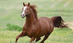 15 safkan tay satışa çıkarılıyor