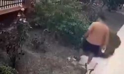 İzmir’de kediye tekme atmıştı! Şüpheli yakalandı