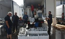 İzmir’de denizden bereket fışkırdı: Ağlar doldu, balık fiyatları dibe vurdu!