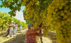 Üzümde hesap şaştı! Üreticinin umudu fiyatlarla birlikte eridi