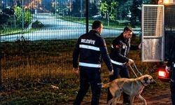 Ege Üniversitesi Kampüsü'ndeki köpeklerin toplanmasına Almanya'da itiraz var! Erasmus bile tehlikeye girebilir