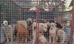 Kampüsteki köpeklerin toplanması tartışmasında Ege Üniversitesi sessizliğini bozdu
