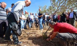 Zeytin ağaçlarında doğru bilinen yanlışlar Buca’da anlatıldı!