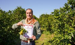 Coğrafi işaretli Seferihisar mandalinasında hasat başladı