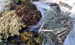“Şifa olsun” derken zarar vermeyin: Uzmandan bitki çayı uyarısı