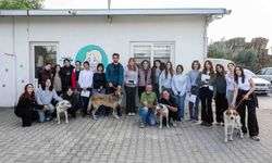 Günlerdir konuşulan 83 köpek için sevindiren gelişme: Tamamı sahiplendirildi!