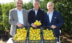 Gümüldür’den, dünyaya uzanıyor... Satsuma mandalinasında yeni sezon başladı
