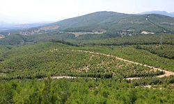İzmirli profesörden ezber bozan öneri! Ormanlar dronları durdurabilir mi?