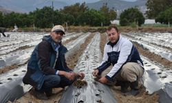 Menemen’de 25 yıllık organik tarım mirası baba-oğul omuz omuza sürüyor
