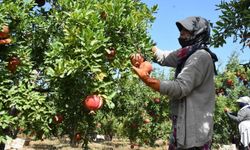 Rakiplerini geride bıraktı: Sezonun ilk nar ihracatı İzmir Selçuk’tan başladı!