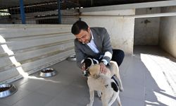 AK Parti Bodrum’dan hayvan hakları vurgusu: “Polemik değil, iş birliği”