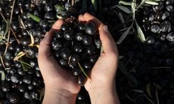 Zeytinde rekolte yüksek, moraller düşük! Akhisar'da zeytin üreticileri bir hafta boyunca zeytin toplamayacak
