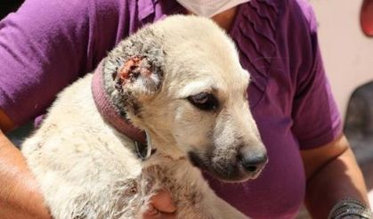Şanlıurfa'da yavru köpeklere işkence