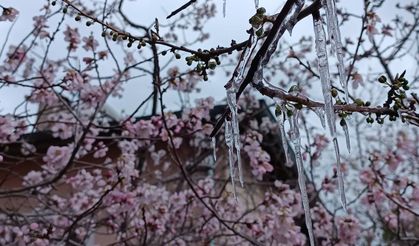 Sivas’ta hayrete düşüren manzara: Çiçek açan ağaçlarda buz sarkıtları oluştu