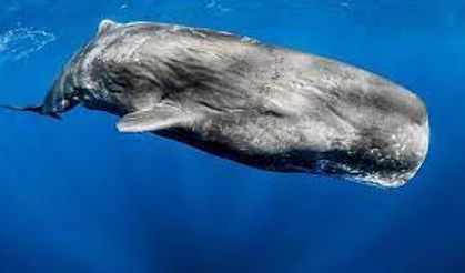 Yeni Zelanda Kralı Tuheitia: Balinalara insanlarla aynı haklar verilmeli