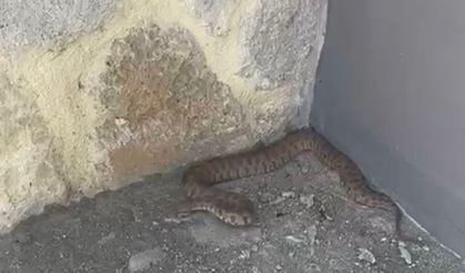 Türkiye'nin en zehirli yılanlarından dev engerek yılanı Elazığ'da görüntülendi!